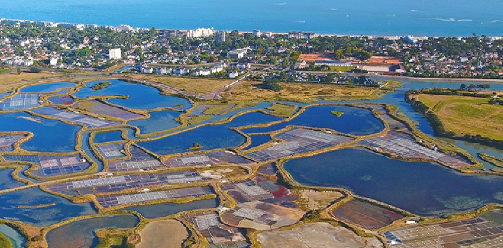 RESTORE4Cs issues Policy Brief on the positive climate impact of coastal wetlands