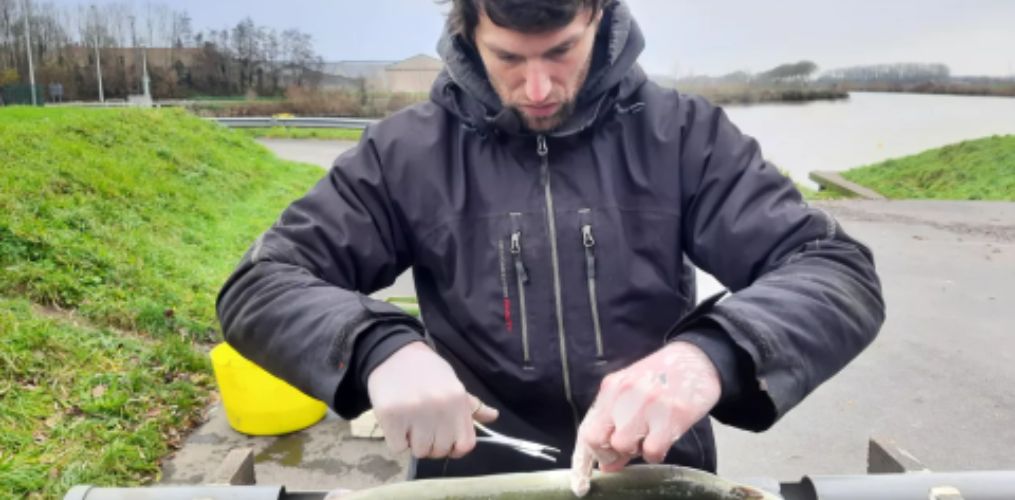 Fish migration monitoring in the Leie and Scheldt Rivers